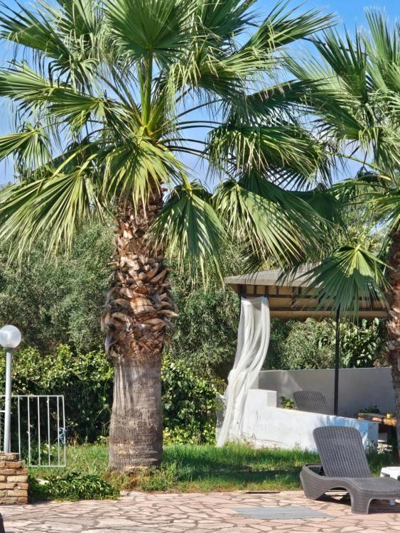 Palmyra Studios Kavos Ngoại thất bức ảnh